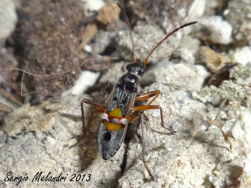 Lygaeidae: Beosus quadripunctatus - juv - di Romagna (RA)